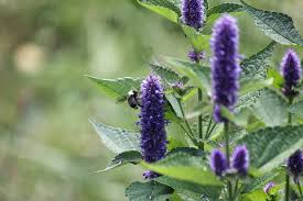 This is such a sweet native that brings a bright touch to the late spring garden. Top 5 Plants For Pollinators In Minnesota Heidi S Growhaus And Lg