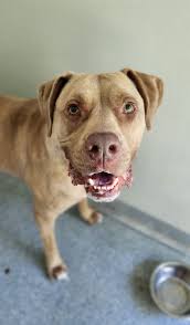 Puppies for adoption in Kirkland Lake, ON