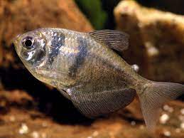 These eggs will usually hatch within 24 hours of the female laying them, granted that your tank conditions are ideal. Black Widow Tetra Fish Species Profile