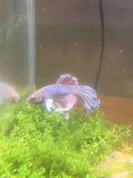 Betta Isn T Very Active Has Lost Color Clamped Fins How Can Improve His Quality Of Life Bettafish