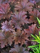 Heuchera Bronze Wave Blattpflanzen Mehrjahrige Pflanzen Garten Pflanzen