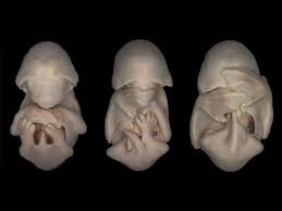 15 Unborn Animals In Their Mother S Wombs Are Simply Magical Fotografia Animal Imagenes De Animales Animales En Peligro De Extincion