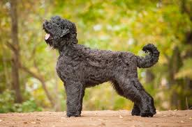 They are noted for their resemblance to another the curliness of these dogs' coats will depend on the individual as some may share more poodle traits more than the dog with which they were bred. Black Russian Terrier Dog Breed Information