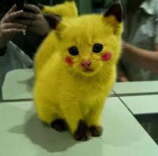 12 gambar kelinci sedang berfoto bareng kucing. Image Result For Gambar Kucing Warna Oren Pikachu Cat Cute Funny Animals Cute Animals