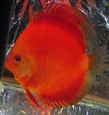 Compare trips, reviews, and photos for charters in malaysia. Discus Super Red Discus Discus Fish Fish Discus