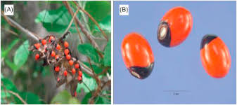 Image result for Abrus fruticulosus