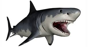 En zou het echt nog kunnen bestaan? Megalodon Lebt Der Grosste Hai Der Welt Noch Taucher De
