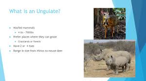 Camels, eat plants to survive and produce energy meaning they are consumers. Order Arteriodactyla Even Toed Ungulates What Is An Ungulate Hoofed Mammals 4 Lbs 7000lbs Prefer Places Where They Can Graze Grasslands Or Ppt Download
