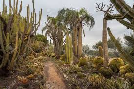 Nature place owners want to earn a 14% return on the company's assets. Unique Cactus Garden Displays A Variety Of Desert Plants And Stock Photo Picture And Royalty Free Image Image 131394410