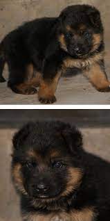 Texas German Shepherd Puppies Gsd Puppies Shepherd Puppies Puppies