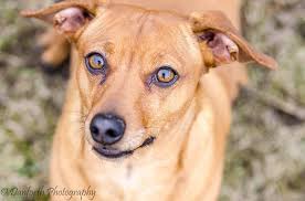Register an emotional support dog for anxiety and receive a dog id & vest kit The First Step To Take To Help A Fearful Dog Victoria Stilwell Positively