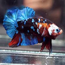 Tancho betta is koi betta with red spots on its head like the japanese flag. Rare Breeder Grade Live Betta Fish Huge Fancy Black Koi Galaxy Star Hmpk Betta Fish Aquarium Fish Fish