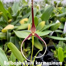Image result for Bulbophyllum cochleatum