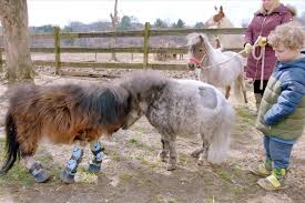 Maybe you would like to learn more about one of these? Abused Dwarf Pony Meeting His New Family Is So Emotional