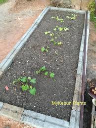 You can streaming and download for free. Mykebun Plants Cuba Tanam Ubi Keledek Indon 10 06 2020 Facebook