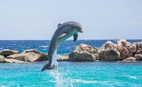 Dreams About Dolphins Interpretation And Meaning