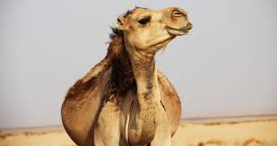 The al dhafra camel festival, abu dhabi is a major attraction for people across the gulf region. Camel Beauty Contest To Return As Part Of Al Dhafra Festival This Year