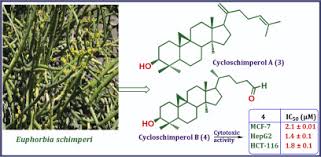 Image result for Euphorbia schimperiana