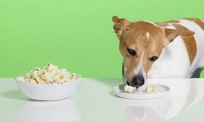 Dog and Popcorn