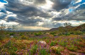 Joshua tree national park is open! Photo California Usa Joshua Tree National Park Wildflowers Spring
