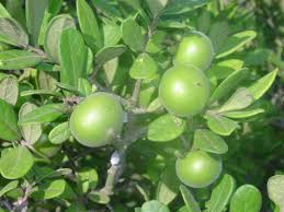 Image result for Diospyros batocana
