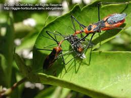 We did not find results for: Beneficial Insects In The Garden 06 Milkweed Assassin Bug Zelus Longipes