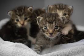 See more ideas about cats, cat rescue, pets. Kitten Season