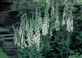 Maybe you would like to learn more about one of these? How To Grow Foxgloves Thompson Morgan