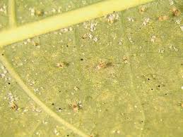 Maybe you would like to learn more about one of these? Spider Mites And Their Control Ohioline
