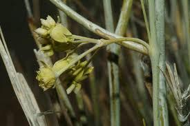 Image result for Gomphocarpus glaucophyllus