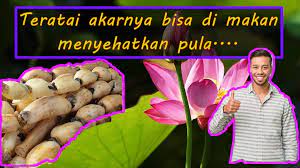 Dari awal tahun kedua, karena lapangan adalah tanaman terlalu padat, teratai panen akar, pada kenyataannya. Gstudio Panen Akar Teratai Di Negara Jepang Facebook