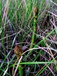 We did not find results for: Wild Asparagus Locations