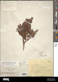 Image result for Oncinotis glabrata