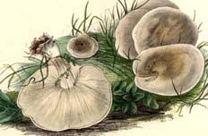 Image result for Paxillus panuoides