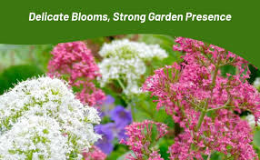 Image result for Centranthus