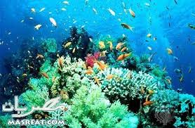 Redsea الشعاب المرجانية في محمية علبة بمحافظة البحر الاحمر Coral Reef Coral Reef Pictures Sea Life Creatures