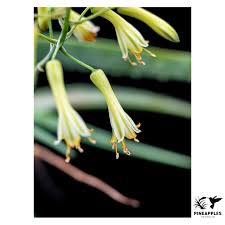 Image result for Aloe veseyi