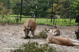 Check spelling or type a new query. The Jacksonville Zoo
