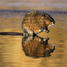 Chances are that you will not have to special order the traps because at most specialty stores such as hunting outfitters, the muskrat traps are some of the most popular on the market. How To Get Rid Of Muskrats Muskrat Removal Havahart Us