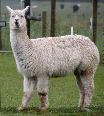 Folks with the camel spirit animal totem have a dry sense of humor. Alpaca Wikipedia