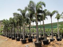 Image result for Wodyetia bifurcata