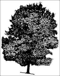 Check spelling or type a new query. Enh 210 St051 Acer Saccharum Sugar Maple