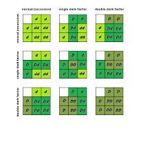 Budgie Parakeet Colors Varieties Mutations Genetics