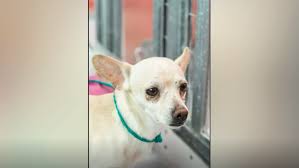 Hearts alive village las vegas, las vegas, nevada. 3 Dead Dogs Dumped In Boxes Outside Shelter Las Vegas Couple Arrested Ksnv
