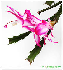 You could by them on ebay. Breeding Christmas Cactus