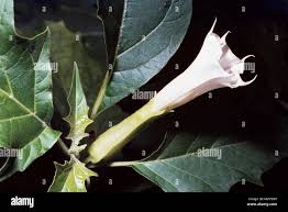 Image result for Datura ferox