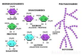 Molecules Of Life Basic Biology Biology Biology College Science Biology