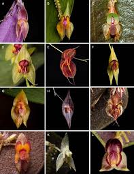 Image result for Platysepalum