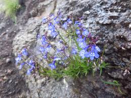 Image result for Lobelia welwitschii