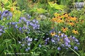 Agapanthus Rudbeckia Goldturm Agapanthus Plants Flower Power